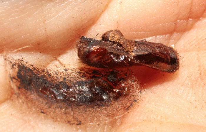 Fig.16 Prepupa Braconidae, <i>Heteropteron</i> Whitfield01 <i>Carthara</i> abruptaDHJ02. Voucher: 10-SRNP-56747-DHJ800270.jpg.