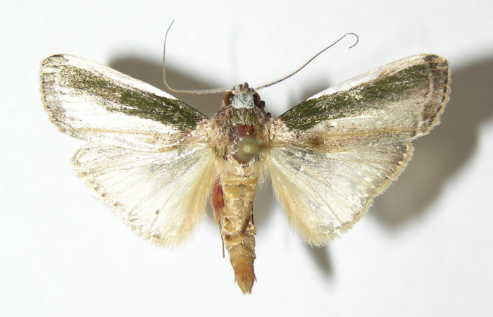 Fig.1 Adulto <i>Carthara</i> abruptaDHJ02, Pyralidae macho mostrando la parte dorsal.  Voucher: 05-SRNP-62977-DHJ343838.