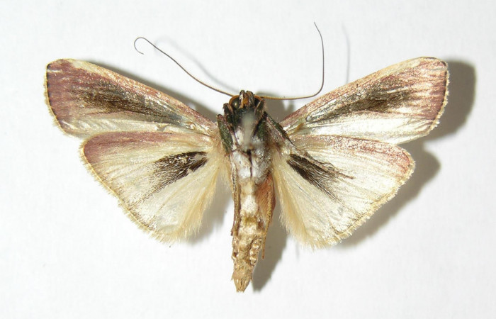 Fig. 2 Adulto <i>Carthara</i> abruptaDHJ02, Pyralidae macho mostrando la parte ventral. Voucher: 05-SRNP-62977-DHJ343839.