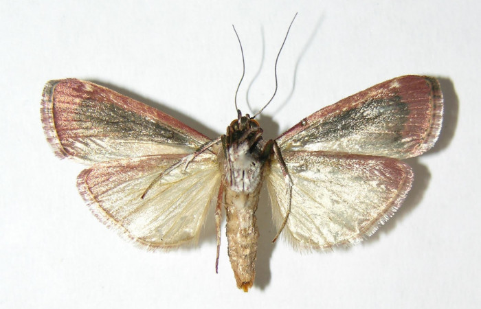 Fig. 4 Adulto <i>Carthara</i> abruptaDHJ02, Pyralidae hembra mostrando la parte ventral. Voucher: 05-SRNP-63387-DHJ343849.