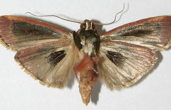 Fig. 6 Adulto <i>Carthara</i> abruptaDHJ03, Pyralidae mostrando la parte ventral. Voucher: 09-SRNP-6713-DHJ523321.