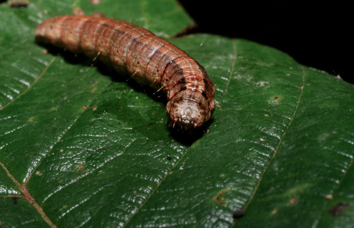 Fig. 9 Larva <i>Carthara</i> abruptaDHJ02, Pyralidae mostrando la parte cabeza. Voucher: 09-SRNP-57986-DHJ466710.jpg.
