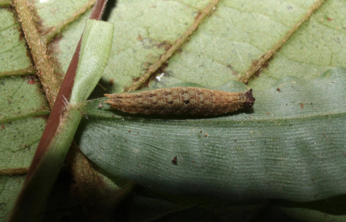 Fig.10. Larva de <i>Cissia</i> confusaDHJ03 en tercer estadio. Voucher : 12-SRNP-20190-DHJ493172.jpg.