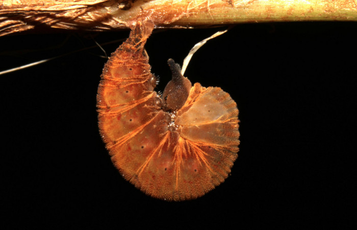 Fig.10. Larva de <i>Cissia</i> confusaDHJ03 en tercer estadio. Voucher : 12-SRNP-20190-DHJ493172.jpg.