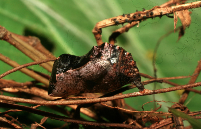 Fig.12. Pupa de <i>Cissia</i> confusaDHJ02. Voucher :11-SRNP-30472-DHJ481607.jpg.