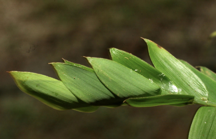Fig.15 .Mostrando casa de larva hespJanzen01 Janzen55. Voucher : 11-SRNP-30014-DHJ481171.jpg.
