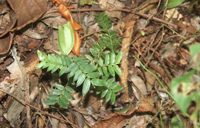Fig.17. Plantas hospedera de <i>Cissia</i> confusaDHJ02, <i>Cryptochloa concinna</i>  (Poaceae).