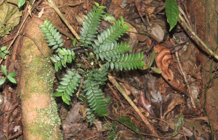 Fig.18. Plantas hospedera de <i>Cissia</i> confusaDHJ02, <i>Cryptochloa concinna</i>  (Poaceae).