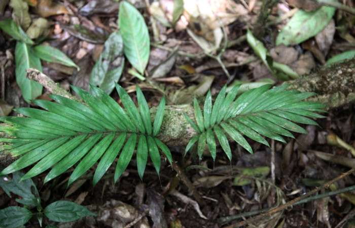 Fig.19. Planta juvenil de <i>Prestoea decurrens</i> (Arecaceae), planta hospedera de <i>Cissia</i> confusaDHJ02.