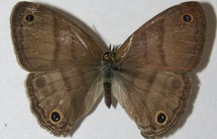 Fig.3. Adulto de <i>Cissia</i> confusaDHJ03. En posición dorsal de 33mm de longitud. Voucher : 12-SRNP-20190-DHJ562762.jpg.