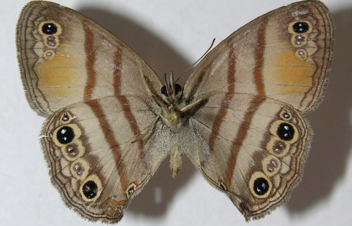 Fig.4. Adulto de <i>Cissia</i> confusaDHJ03. En posición ventral. Voucher : 12-SRNP-20190-DHJ562763.jpg.