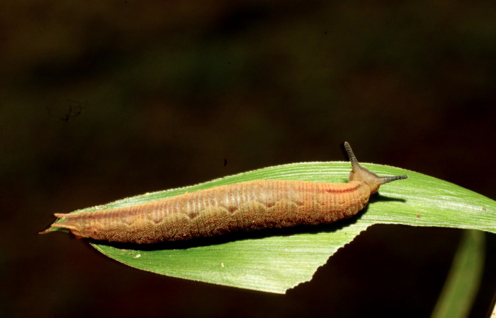 Fig.5 .Larva de <i>Cissia</i> confusaDHJ02. Voucher : 11-SRNP-30020-DHJ481206.jpg.