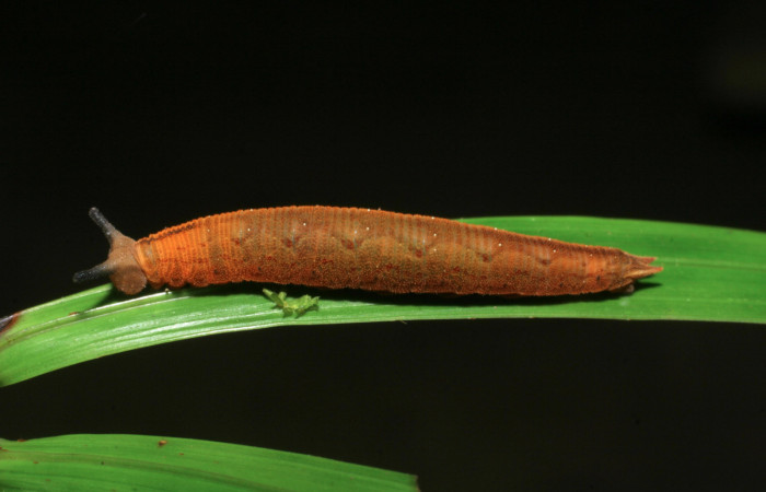 Fig.7. Larva de <i>Cissia</i> confusaDHJ02. Voucher : 08-SRNP-42081-DHJ446724.jpg.