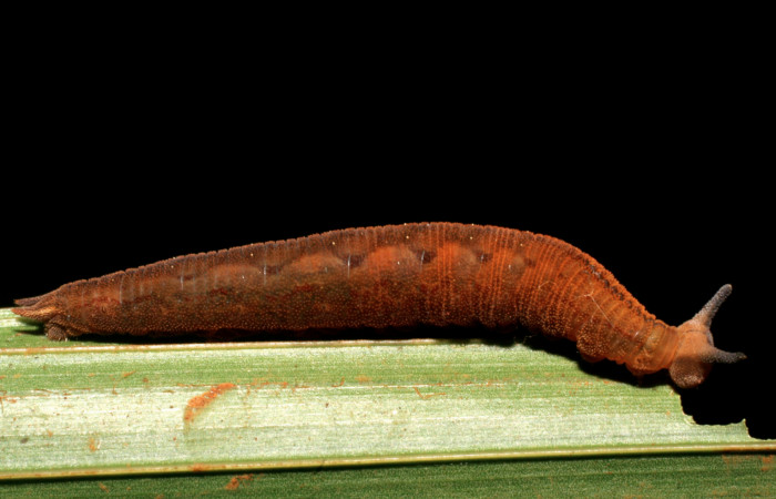 Fig.8. Larva de <i>Cissia</i> confusaDHJ02. Voucher : 08-SRNP-40482-DHJ435989.jpg.