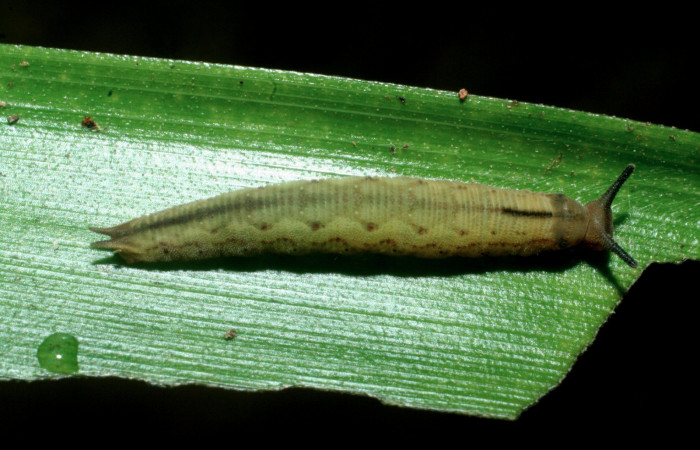 Fig.9. Larva de <i>Cissia</i> confusaDHJ02 en tercer estadio. Voucher : 09-SRNP-31956-DHJ455248.jpg.