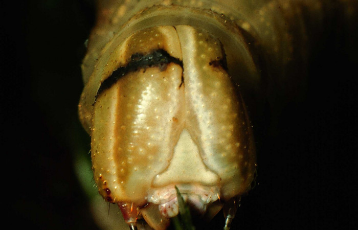  Cabeza en posición frontal de <i>Pachylia darceta</i> (Sphingidae), U estadio. Sector Cacao,  Quebrada Florcita. Voucher 98-SRNP-3241-DHJ44743.jpg.