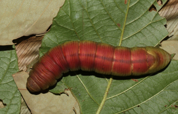  Prepupa en posición dorsal de <i>Pachylia</i> darcetaDHJ02 (Sphingidae). Sector Pitilla,  Sendero Naciente. Voucher 17-SRNP-31478-DHJ739152.jpg.