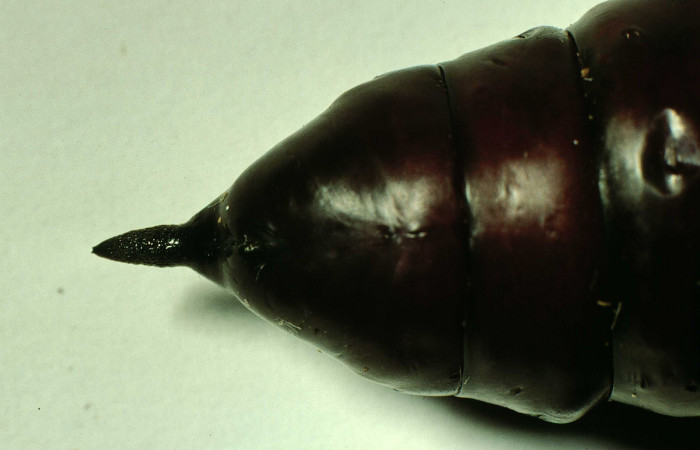  Pupa en posición ventral rear de <i>Pachylia darceta</i> (Sphingidae). Sector Cacao,  Quebrada Florcita. Voucher 98-SRNP-3241-DHJ44758.jpg.