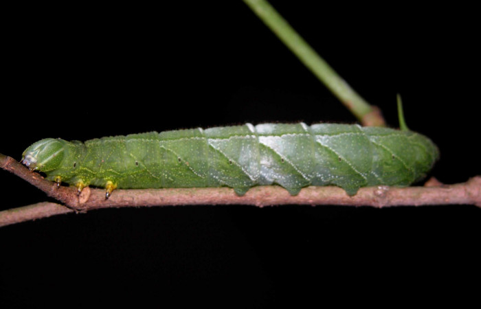  Larva en posición lateral de <i>Pachylia darceta</i> (Sphingidae), U estadio. Sector Del Oro,  Chon. Voucher 03-SRNP-15990-DHJ400991.jpg.

