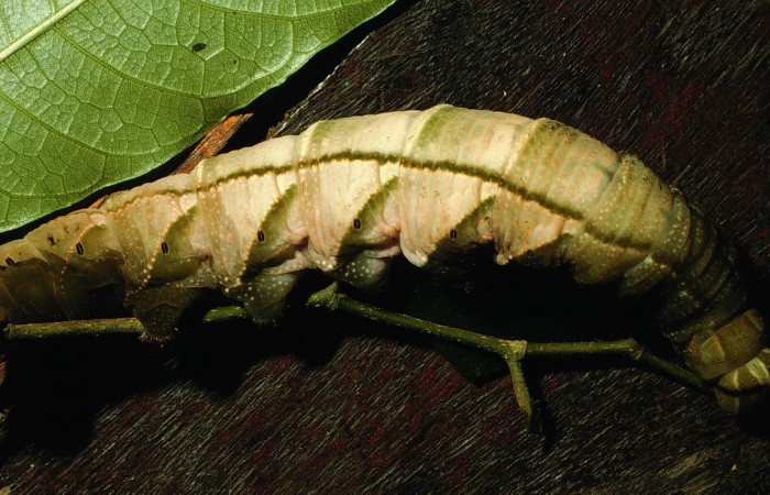  Larva en posición lateral entero de <i>Pachylia darceta</i> (Sphingidae), U estadio. Sector Cacao,  Quebrada Florcita. Voucher 98-SRNP-3241-DHJ44747.jpg.
