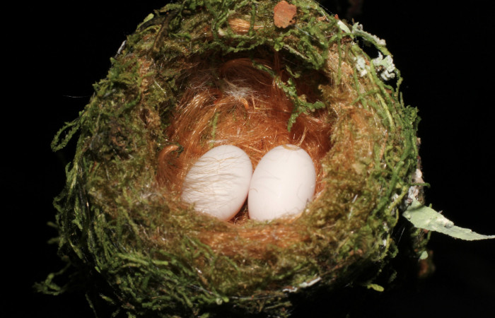 Fig. 2 Nido de Violet-headed Hummingbird Colibrí Cabeciazul <i>Klais guimeti</i> Trochilidae. Cañón Río Mena Sector Del Oro, 23 de Marzo 2021 Foto. Roster Moraga