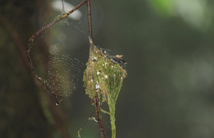 Fig. 7 Pichón de Violet-headed Hummingbird Colibrí Cabeciazul <i>Klais guimeti</i> Trochilidae, Cañón Río Mena Sector Del Oro, 15 de Abril 2021. Foto. Roster Moraga