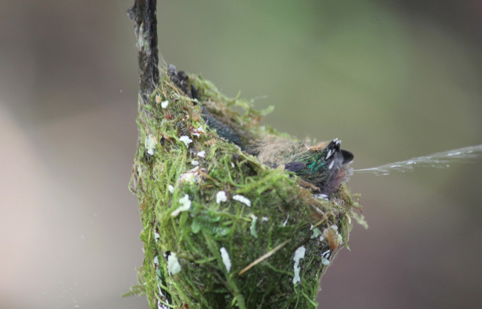 Fig. 8 Pichón de Violet-headed Hummingbird Colibrí Cabeciazul <i>Klais guimeti</i> Trochilidae, Cañón Río Mena Sector Del Oro, 15 de Abril 2021. Foto. Roster Moraga
