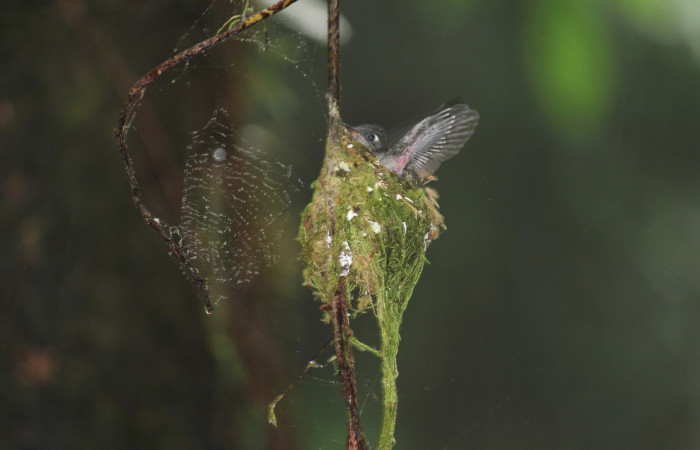Fig. 9 Pichón de Violet-headed Hummingbird Colibrí Cabeciazul <i>Klais guimeti</i> Trochilidae, Cañón Río Mena Sector Del Oro, 15 de Abril 2021. Foto. Roster Moraga