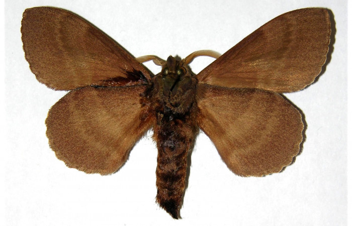 Fig. 10 Adulto <i>Prorifrons tremula</i> (Lasiocampidae), mide 52mm. Casa Fran, sector Cacao, 1140m. 95-SRNP-6065-DHJ319369.