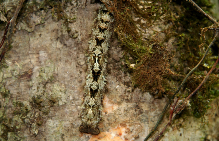 Fig. 11 Larva <i>Prorifrons tremula</i> (Lasiocampidae), mide 125mm. Sendero Nacho, sector Pitilla, 710m. 07-SRNP-32636-DHJ421723.