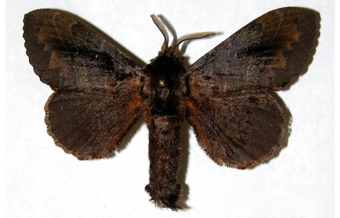 Fig. 1 Adulto <i>Prorifrons nox</i> (Lasiocampidae, vista dorsal mide 69mm. Casa Fran, Sector Cacao, 1140m. 03-SRNP-3664-DHJ319370.
