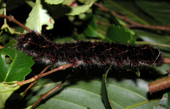 Fig. 5 Larva [I] Prorifrons nox</i> (Lasiocampidae), mide 52mm. Casa Fran, Cacao, 1140m. 03-SRNP-3664-DHJ400444.