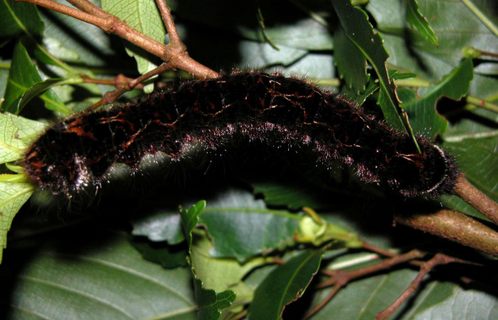 Fig. 6 Larva <i>Prorifrons nox</i> (Lasiocampidae), mide 52mm. Casa Fran, Cacao, 1140m. 03-SRNP-3664-DHJ400445.