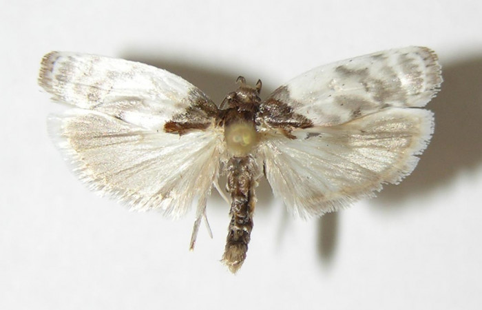 Fig. 18. Vista dorsal de adulto de <i>Antaeotricha</i> radicalisEPR03 (Depressariidae). Voucher:01-SRNP-9738-DHJ338728.jpg