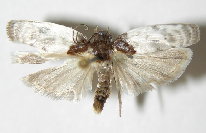 Fig. 19. Vista dorsal de adulto de <i>Antaeotricha</i> radicalisEPR01 (Depressariidae). Voucher: 02-SRNP-2693-DHJ341838.jpg