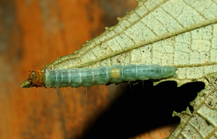 Fig.7 Larva de <i>Antaeotricha</i> radicalisEPR03 (Depressariidae) se muestra el dorsal, aquí se notan pelos a los laterales. Alimentándose de <i>Conostegia xalapensis</i>. Voucher: 02-SRNP-87- DHJ64129.jpg.