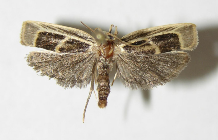 Fig. 20. Vista dorsal de adulto de <i>Antaeotricha renselariana</i> (Depressariidae).Voucher: 03-SRNP-10912-DHJ338968.jpg