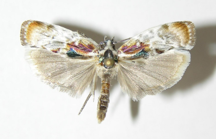 Fig. 21. Vista dorsal de adulto de <i>Antaeotricha fascicularis</i> (Depressariidae). Voucher: 04-SRNP-25655-DHJ340394.jpg