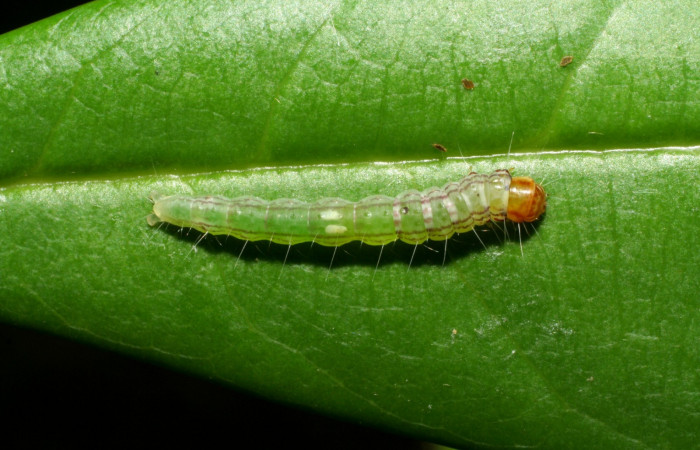 Fig. 5. Larva de <i>Antaeotricha radicalis</i> (Depressariidae), dorsal entero,último estadio. En su planta <i>Vochysia guatemalensis</i>, de la familia (Vochysiaceae). Voucher: 06-SRNP-31467-DHJ412632.jpg