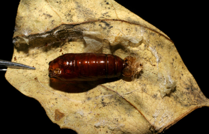 Fig. 17. Vista dorsal de pupa de <i>Antaeotricha</i> radicalisEPR01, (Depressariidae), parasitada por la avispa <i>Prochas</i> PROC-3 de la familia Ichneumonidae ya eclosionada, en la planta hospedera <i>Vochysia guatemalensis</i>, Vochysiaceae. Voucher: 06-SRNP-31467- DHJ436527.JPG