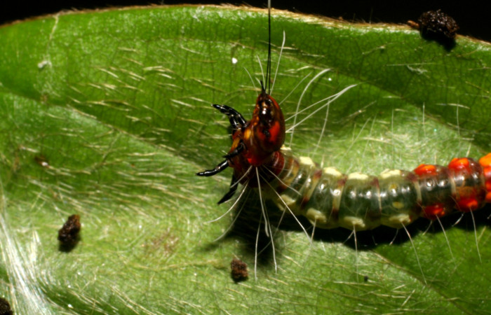 Fig. 8. Larva de <i>Antaeotricha renselariana</i> (Depressariidae) en la planta hospedera<i> Dioclea malacocarpa</i>, se notan las patas torácicas, parte del dorsal con sus espiráculos y las mandíbulas. Voucher: 06-SRNP-41038-DHJ414232.jpg.