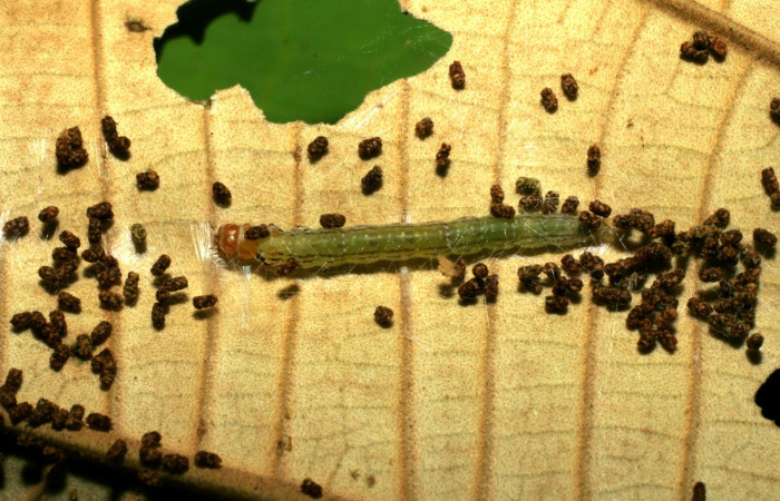 Fig. 10. Larva de <i>Antaeotricha</i> radicalisEPR01 (Depressariidae) en la planta hospedera <i>Miconia argentea</i>, familia (Melastomataceae). Voucher: 07- SRNP-31018-DHJ419767.jpg