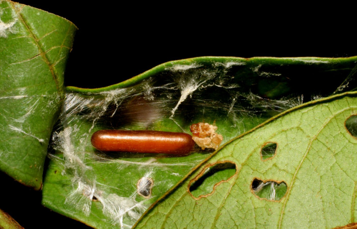 Fig. 12. Prepupa de <i>Antaeotricha</i> radicalisEPR03, (Depressariidae), parasitada por avispas de la familia Ichneumonidae, <i>Meniscomorpha pensita</i>, en la planta hospedera <i>Vochysia ferruginea</i>. Voucher: 07-SRNP-32967-DHJ427357.jpg