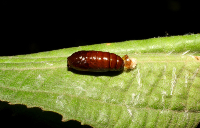 Fig. 16. Vista lateral de pupa de <i>Antaeotricha</i> radicalisEPR01 (Depressariidae), en la planta hospedera <i>Miconia xalapensis</i>, Melastomataceae. Voucher: 07-SRNP-40650-DHJ422146.jpg