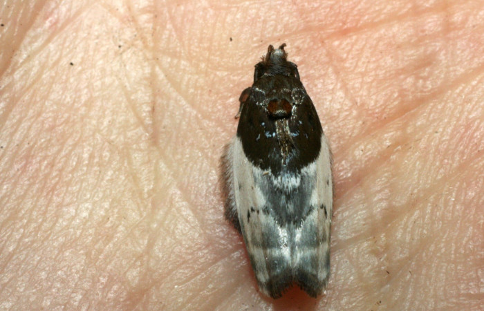 Fig. 22. Vista dorsal de adulto de <i>Antaeotricha</i> radicalisDHJ01 (Depressariidae). Voucher: 09-SRNP-22282-DHJ467877.JPG