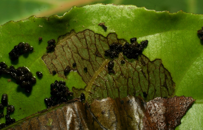 Fig. 9. Imagen de la forma de alimentación de <i>Antaeotricha</i> radicalisDHJ01 (Depressariidae) en la planta hospedera <i>Lozania pittieri</i>. Voucher: 09- SRNP-31458-DHJ458584.JPG