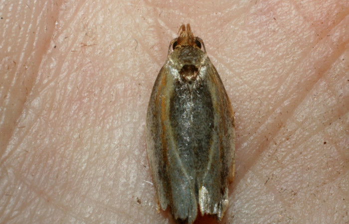 Fig. 23. Vista dorsal de adulto de <i>Antaeotricha</i> radicalisDHJ01 (Depressariidae). Voucher: 09-SRNP-31498-DHJ455067.JPG