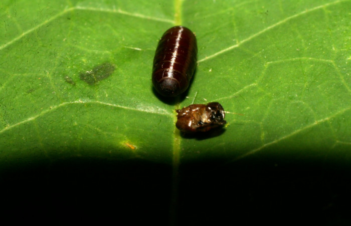 Fig. 15. Pupario de la familia de moscas Tachinidae, <i>Actia</i> Janzen13, parásito en <i>Antaeotricha</i> radicalisDHJ01 (Depressariidae), en la planta hospedera <i>Lacistema aggregatum</i>. Voucher: 09-SRNP-72395-DHJ465475.JPG