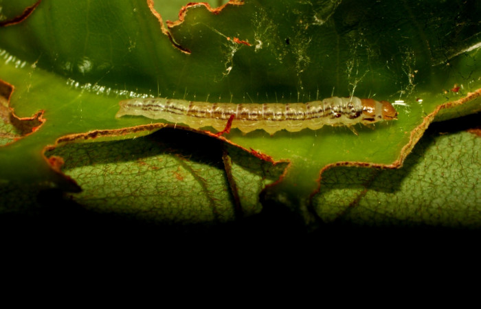 Fig.2. Larva de <i>Antaeotricha radicalis</i> (Depressariidae), se muestra el lateral, la cabeza naranja aquí se notan pelos a los laterales, y rayas cafés. Se alimenta de la planta <i>Vochysia guatemalensis</i>. Voucher: 11-SRNP-30406-DHJ481578.jpg