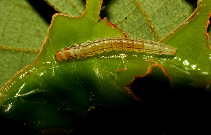 Fig. 1 Larva <i>Antaeotricha radicalis</i> de la familia (Depressariidae), PU estadio, vista dorsal; alimentándose en planta <i>Vochysia guatemalensis</i> de la familia (Vochysiaceae). Voucher 11- SRNP-30406-DHJ481579.jpg.